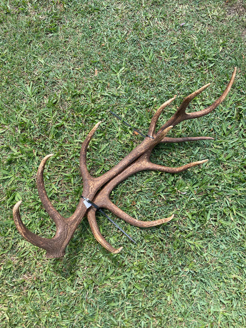 Antlers