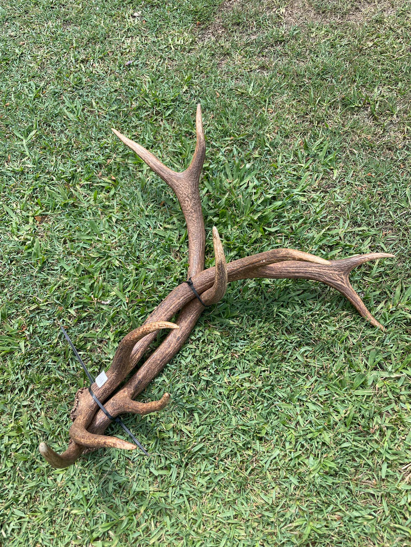 Antlers