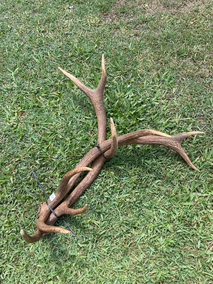 Antlers