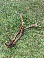 Antlers