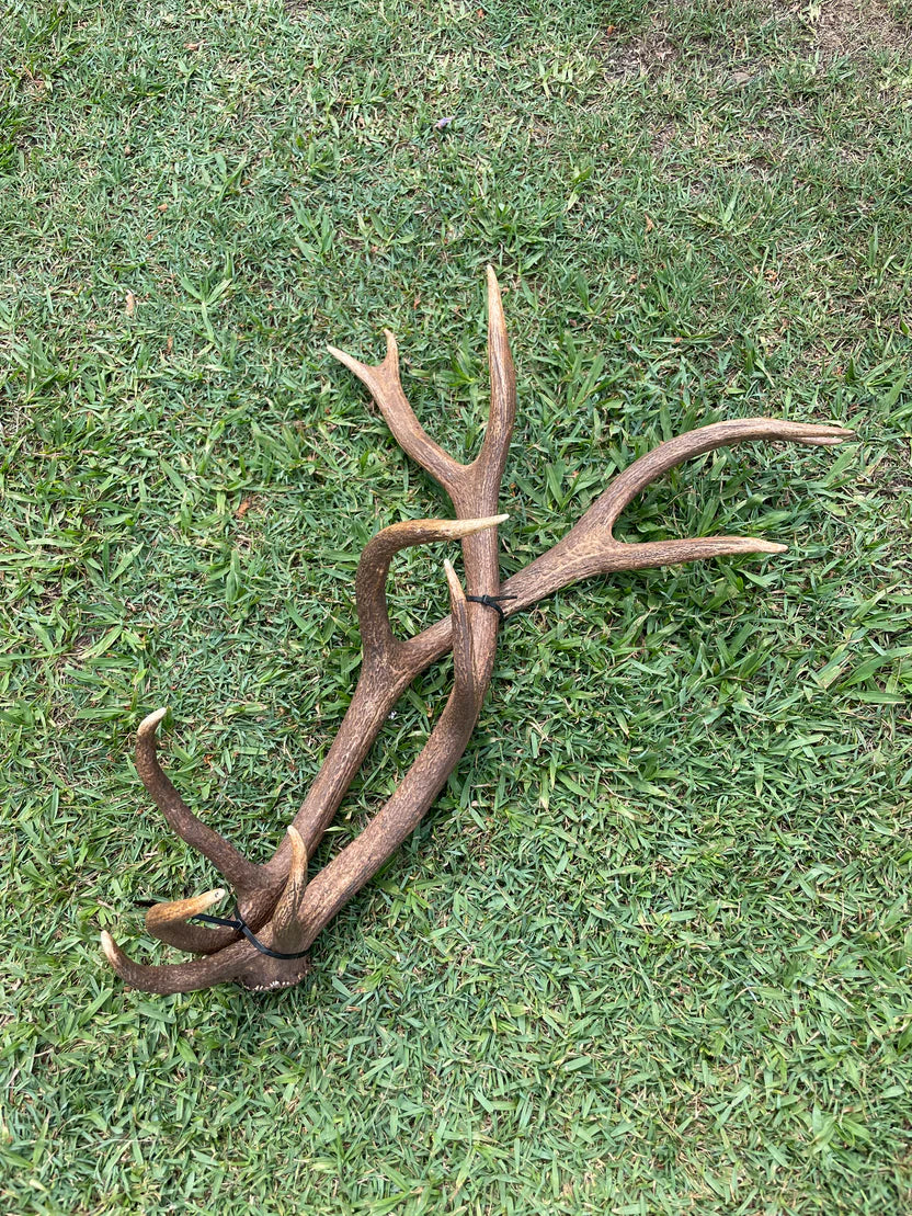 Antlers