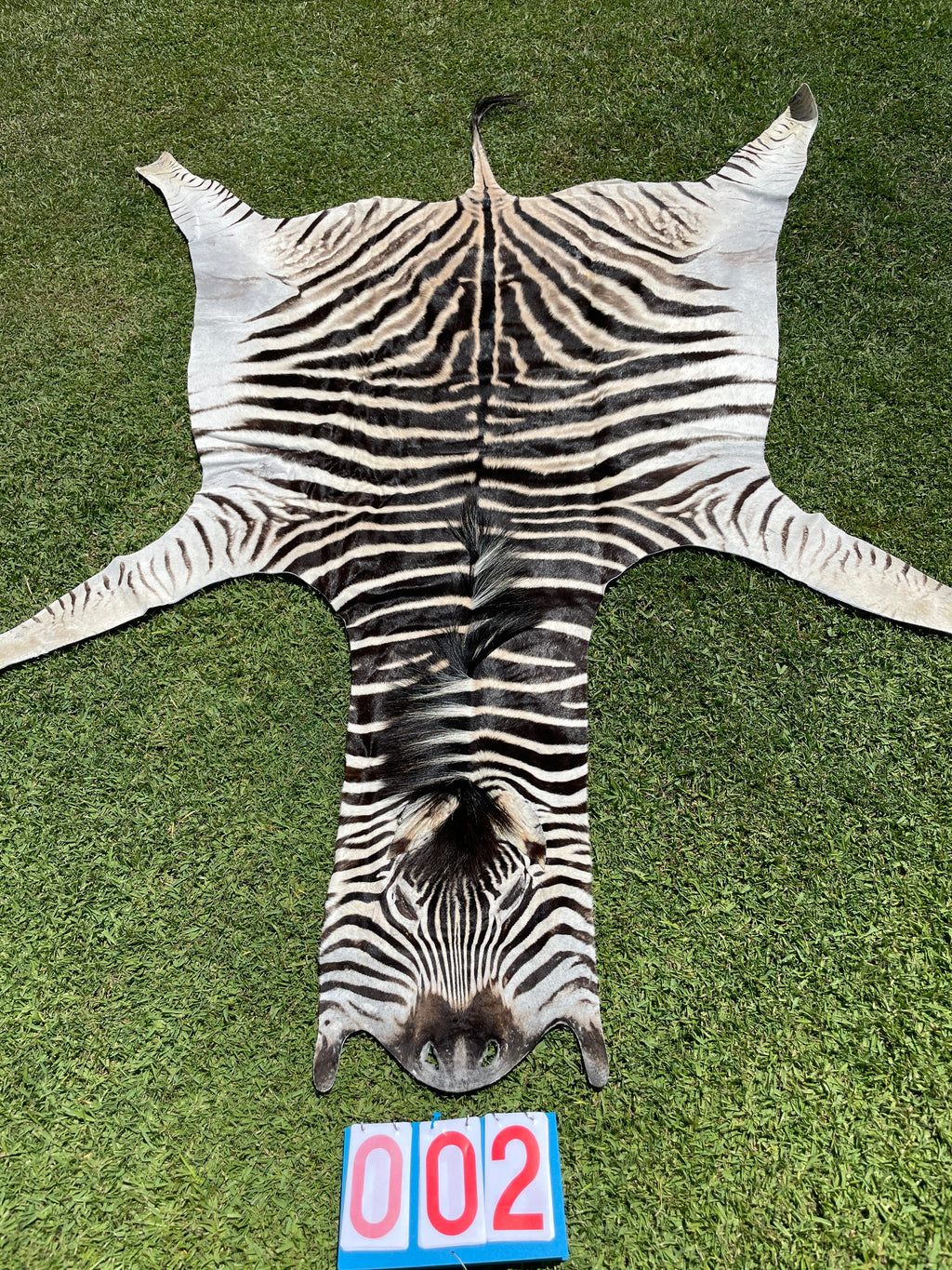 Specialty Skin - South African Zebra Skin (Real)