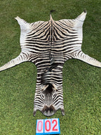 Specialty Skin - South African Zebra Skin (Real)