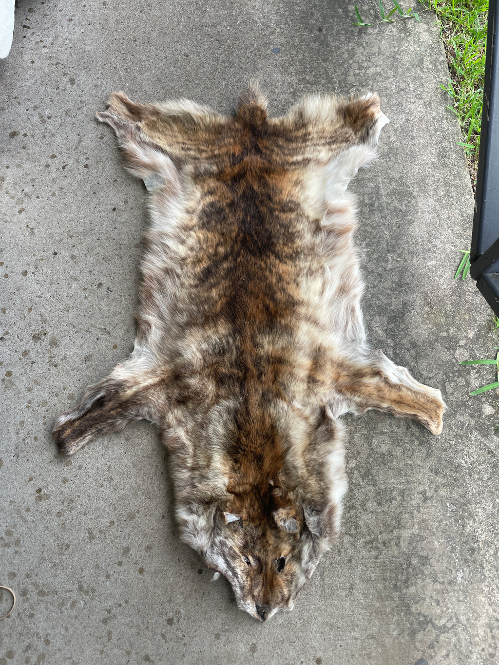 Specialty Skin - Dingo Skin/Wild Dog