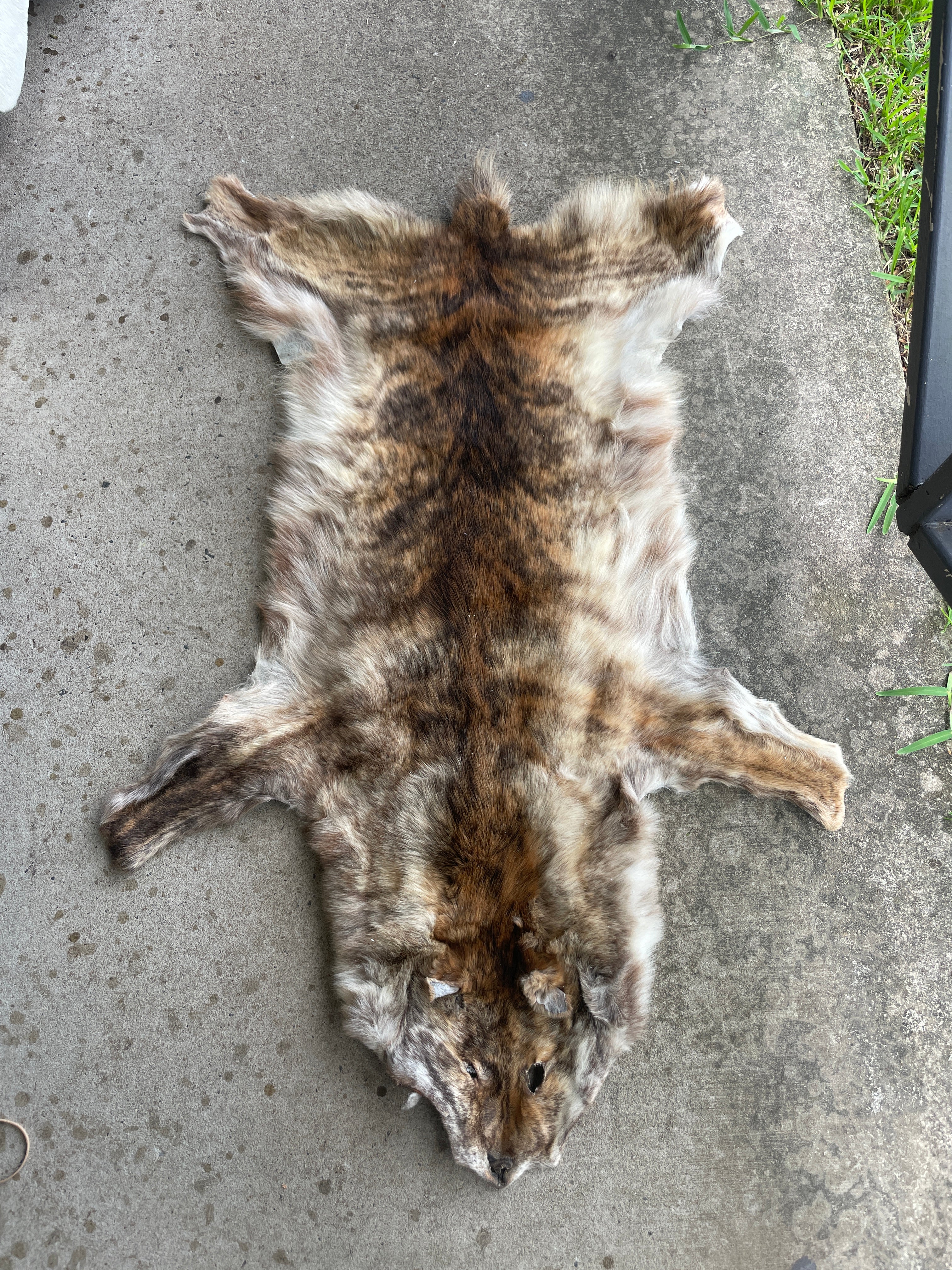 Specialty Skin - Dingo Skin/Wild Dog