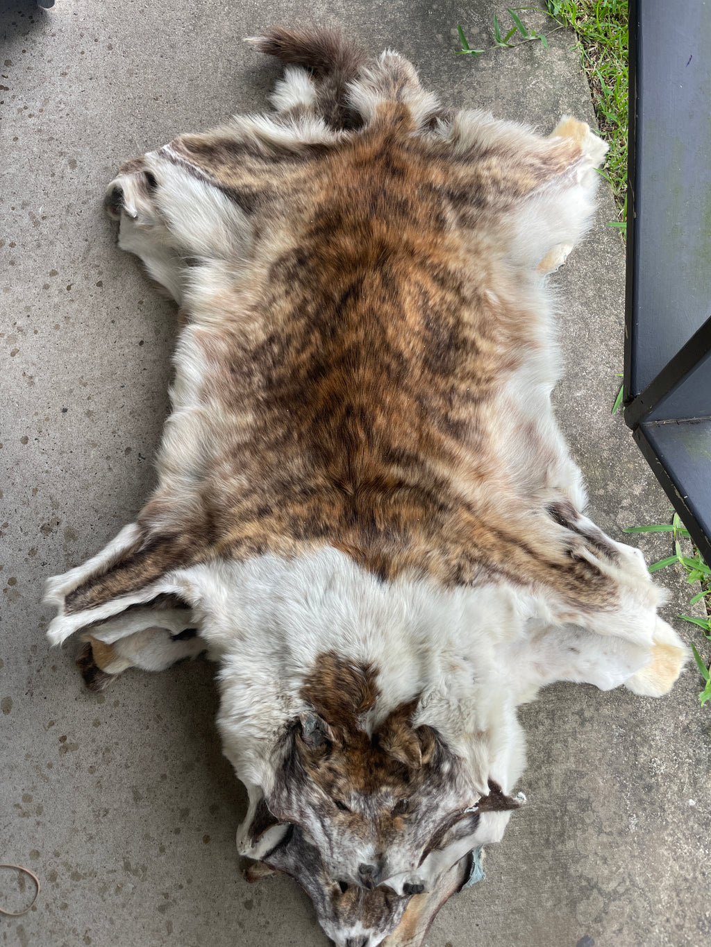 Specialty Skin - Dingo Skin/Wild Dog