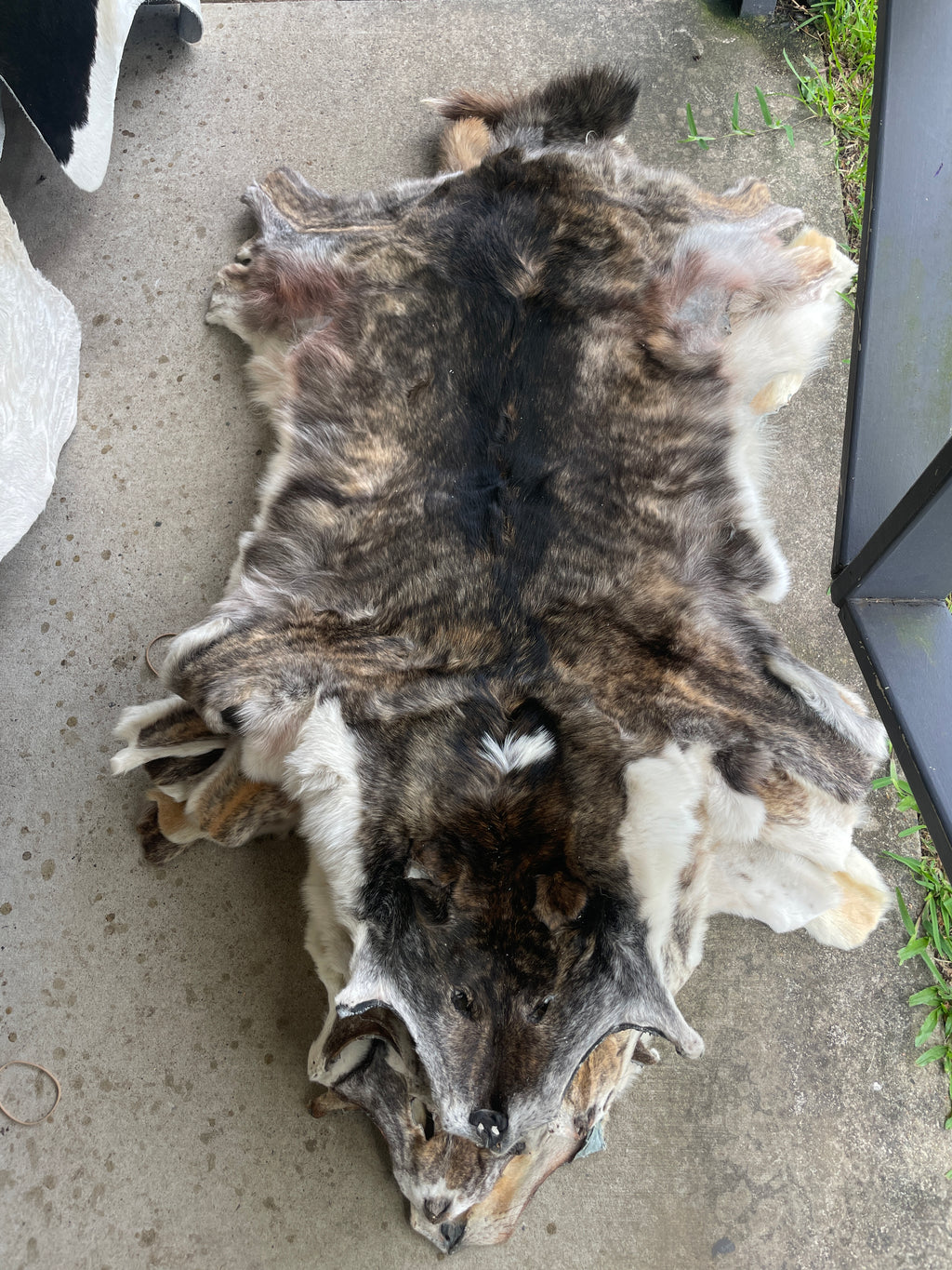 Specialty Skin - Dingo Skin/Wild Dog