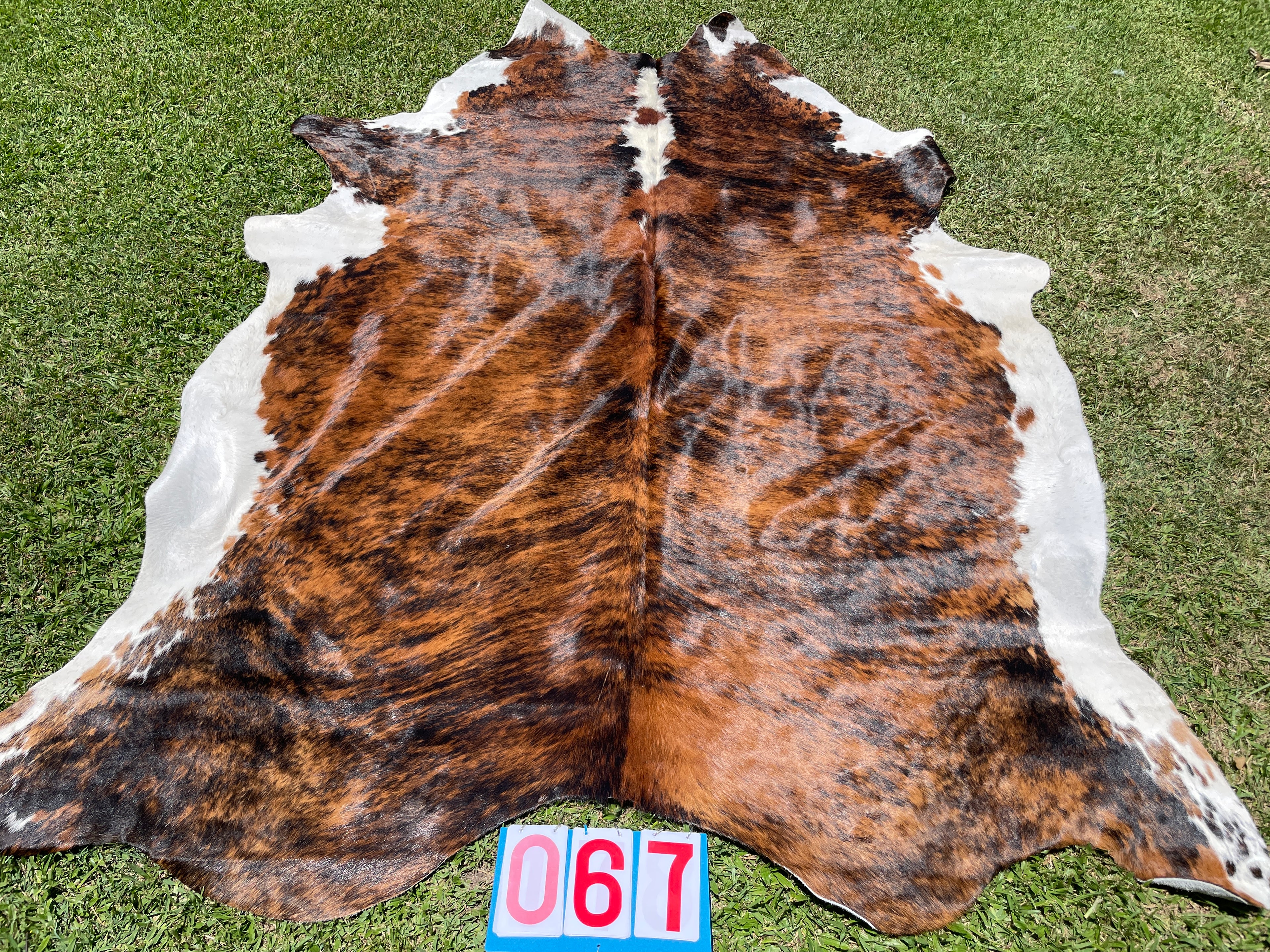 Cowhide 67 Stunning Brindle White Belly