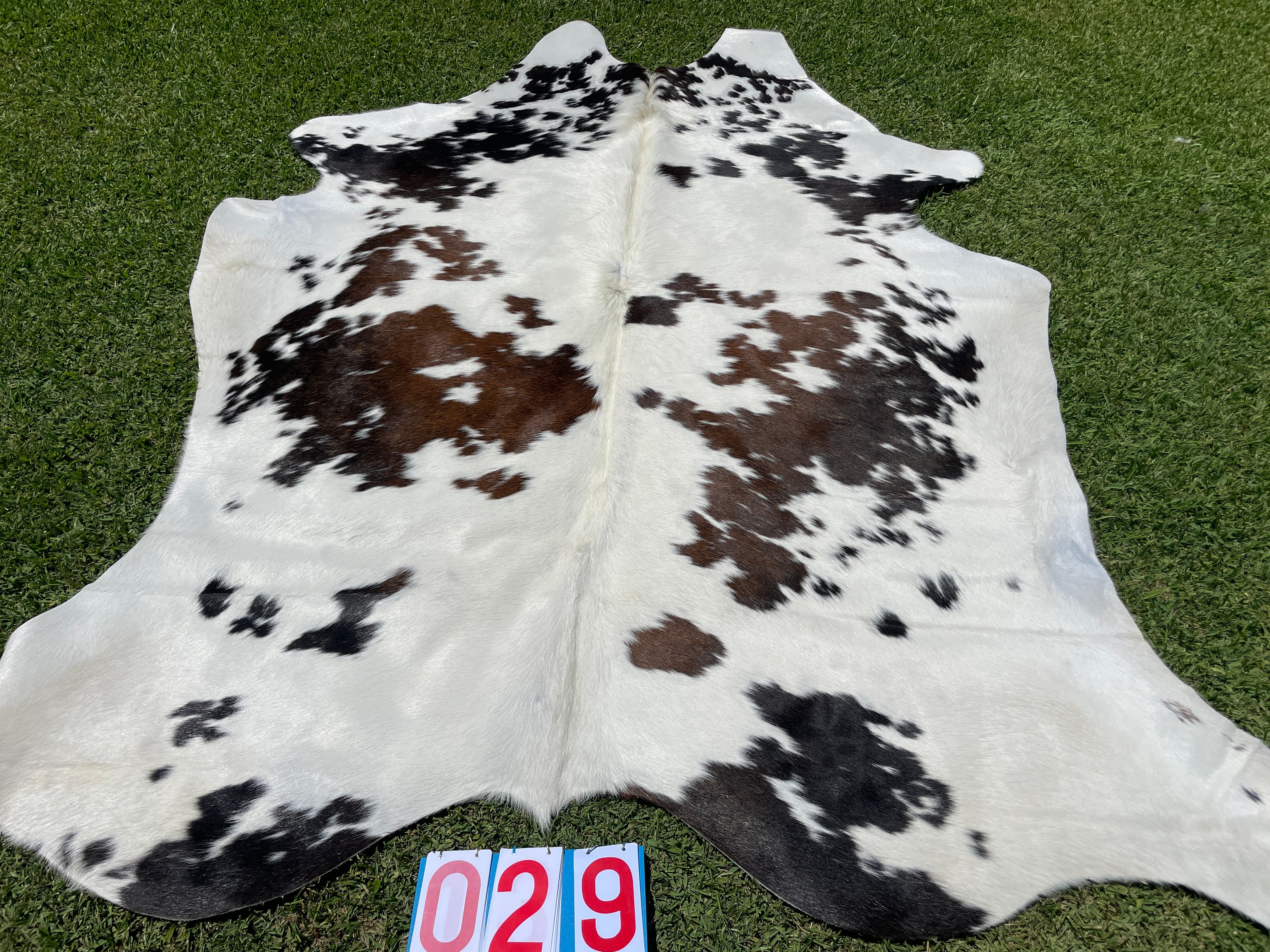 Cowhide 29 Tri Colour