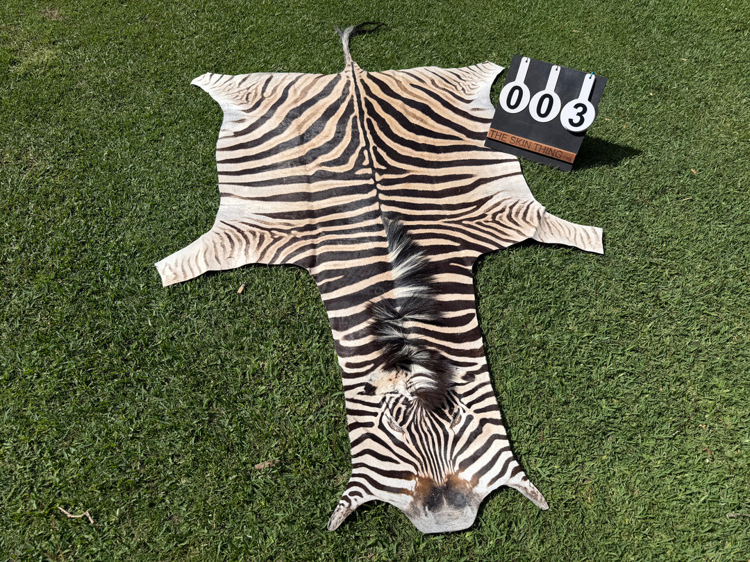 003 Specialty Skin - South African Zebra Skin (Real)