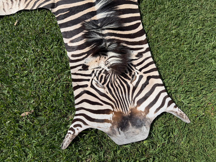 003 Specialty Skin - South African Zebra Skin (Real)