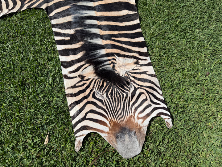 005 Specialty Skin - South African Zebra Skin (Real)
