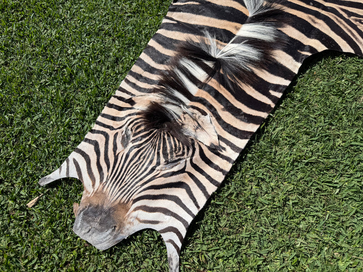 006 Specialty Skin - South African Zebra Skin (Real)