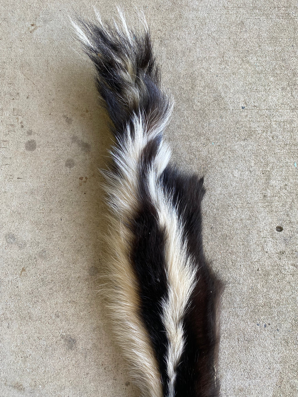 Specialty Skin - American Skunk