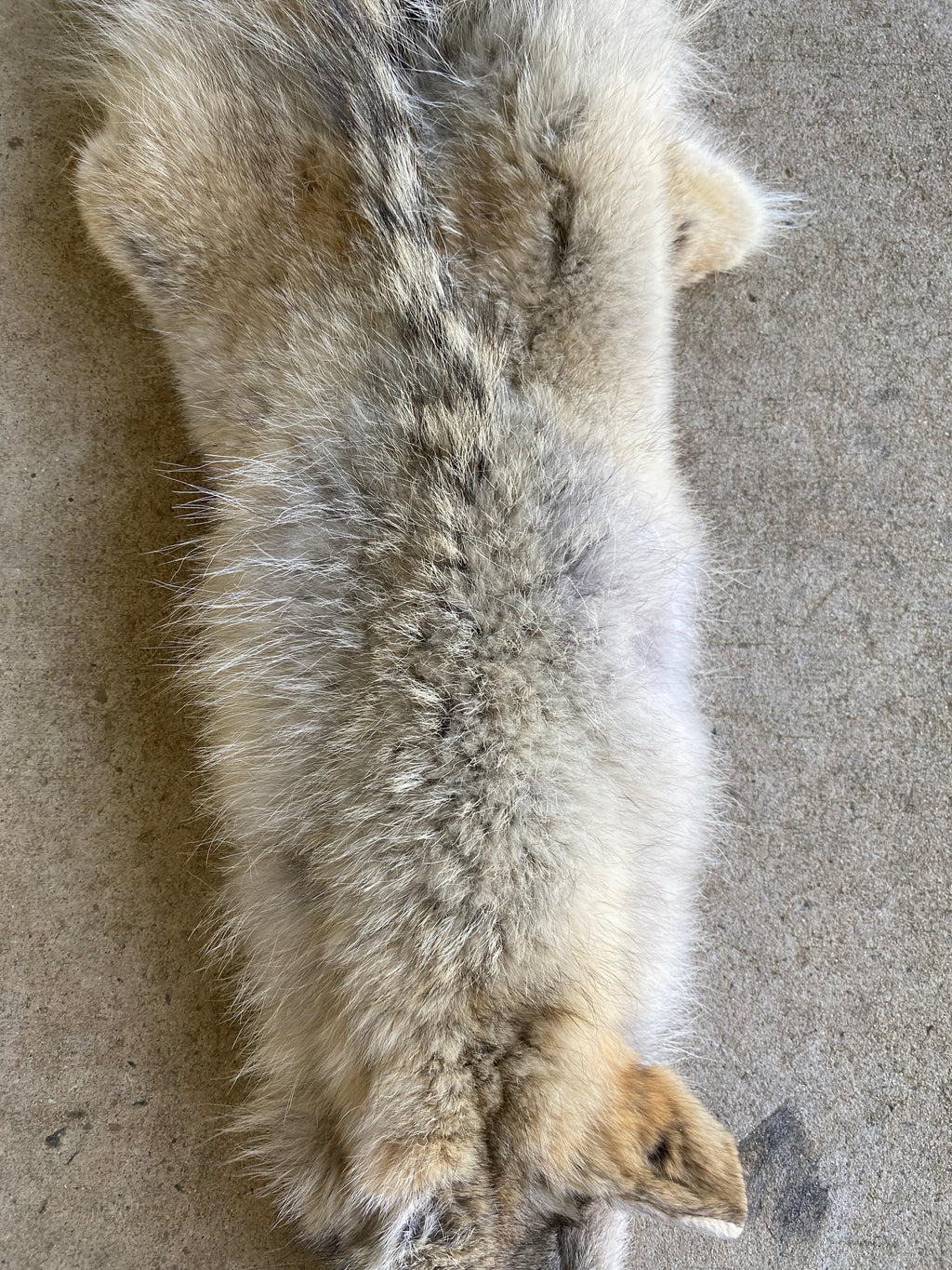 Specialty Skin - American Coyote