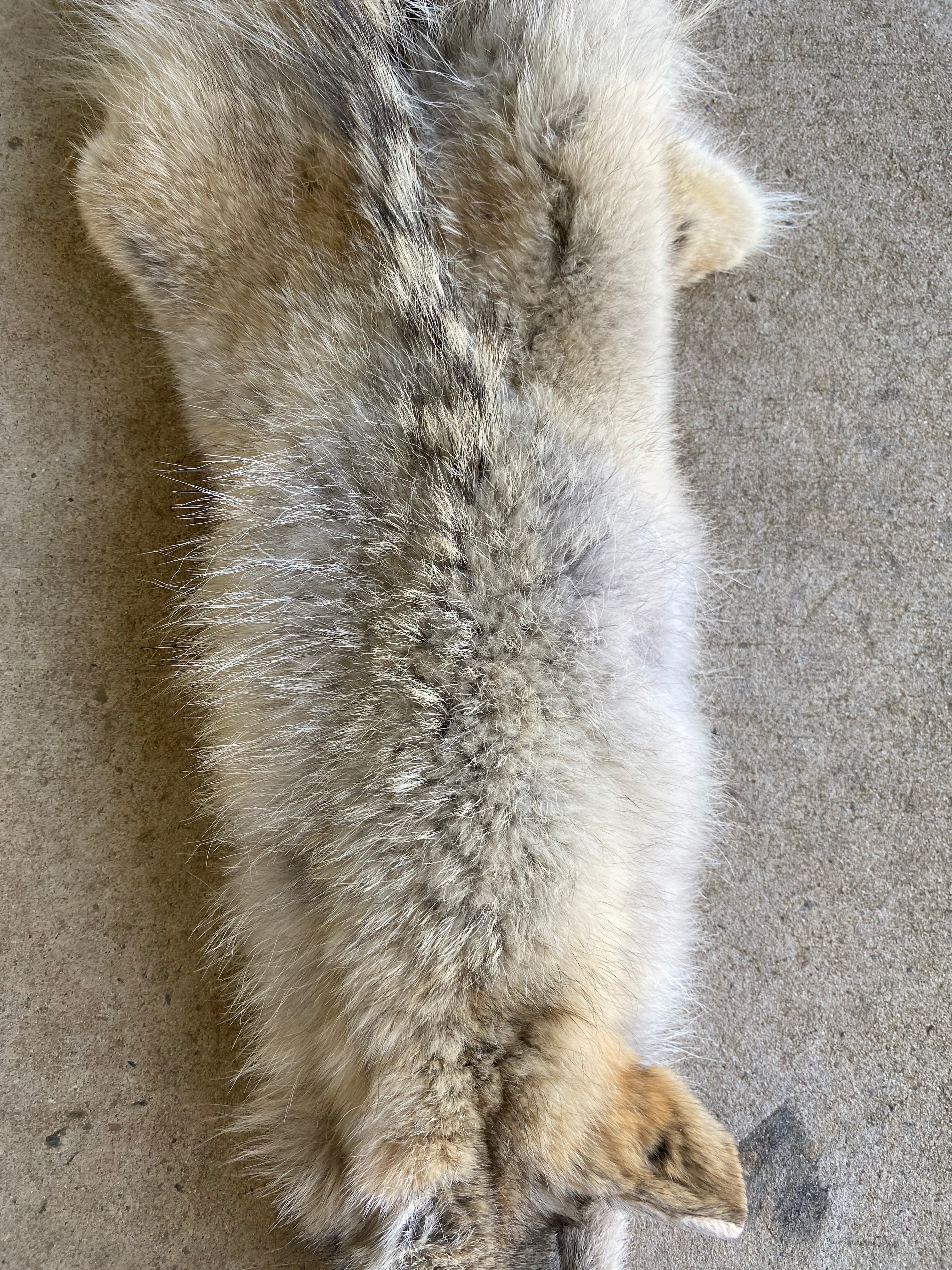 Specialty Skin - American Coyote