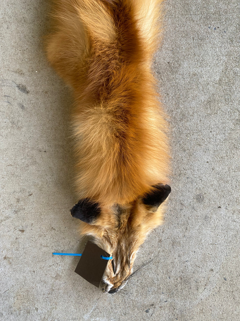 Specialty Skin - Fox Skins