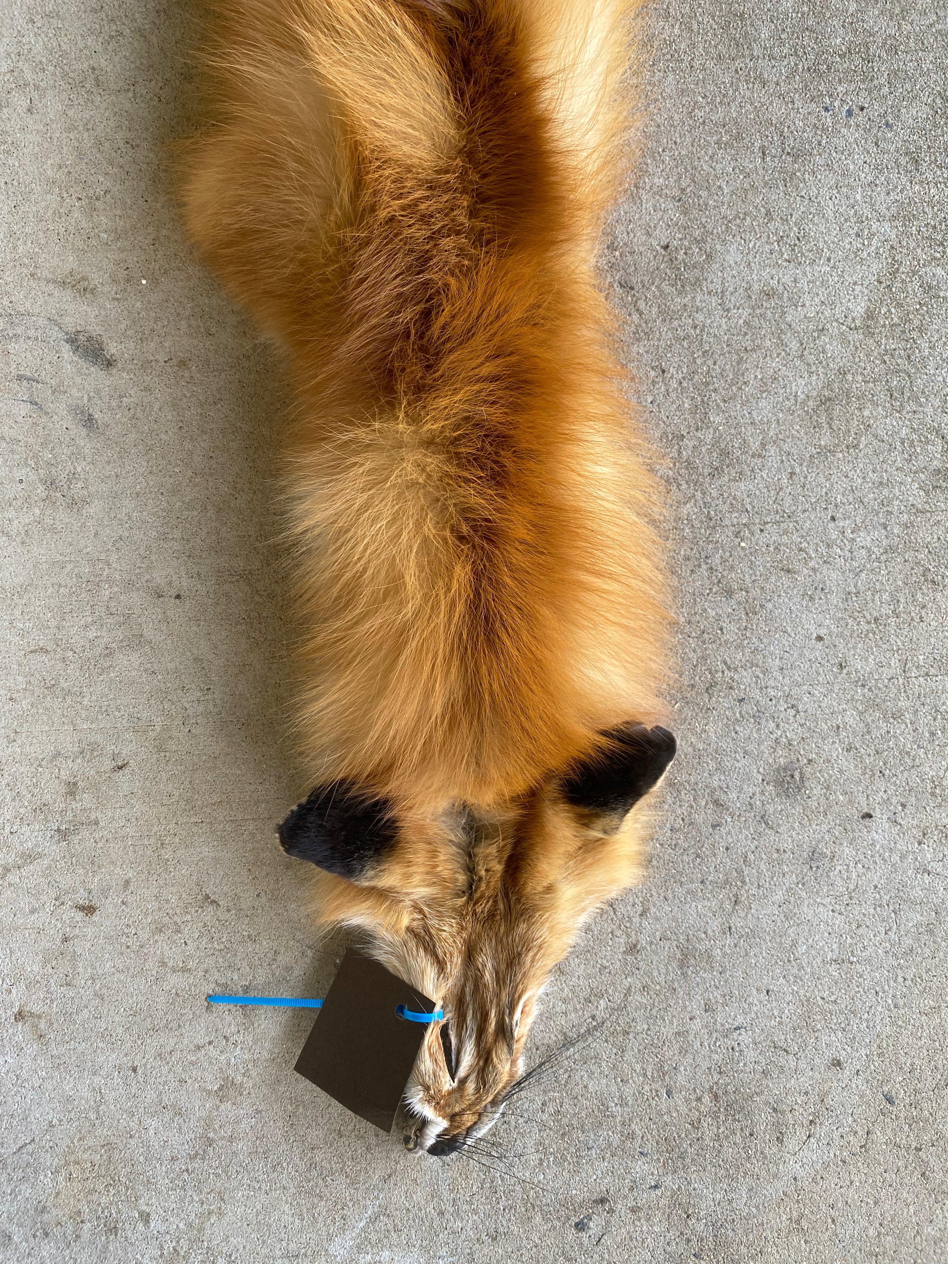 Specialty Skin - Fox Skins