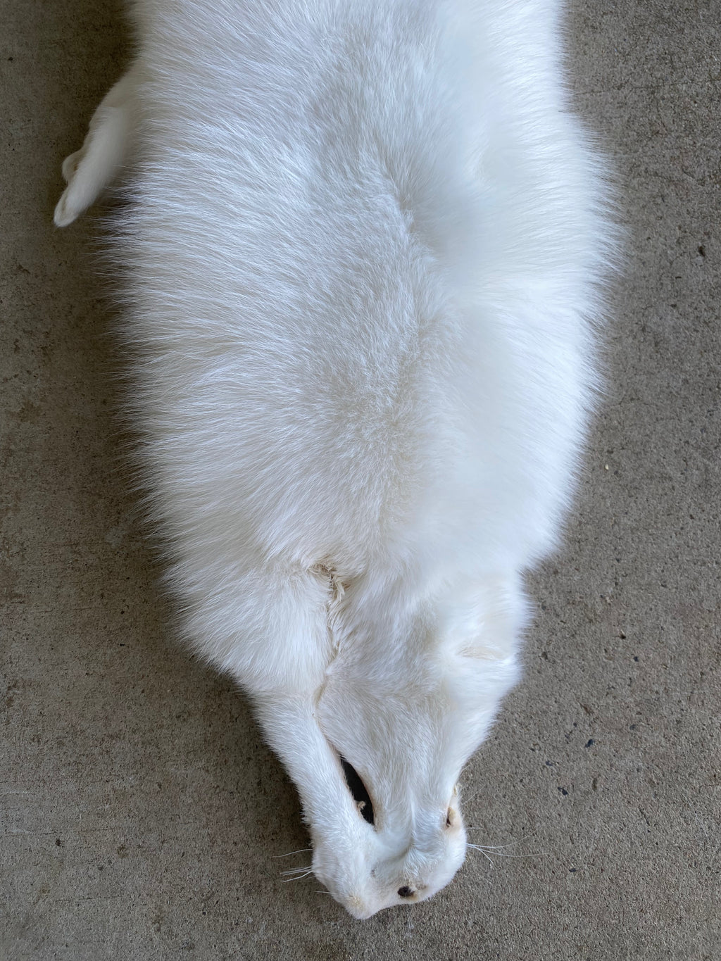 Specialty Skin - Fox Skins