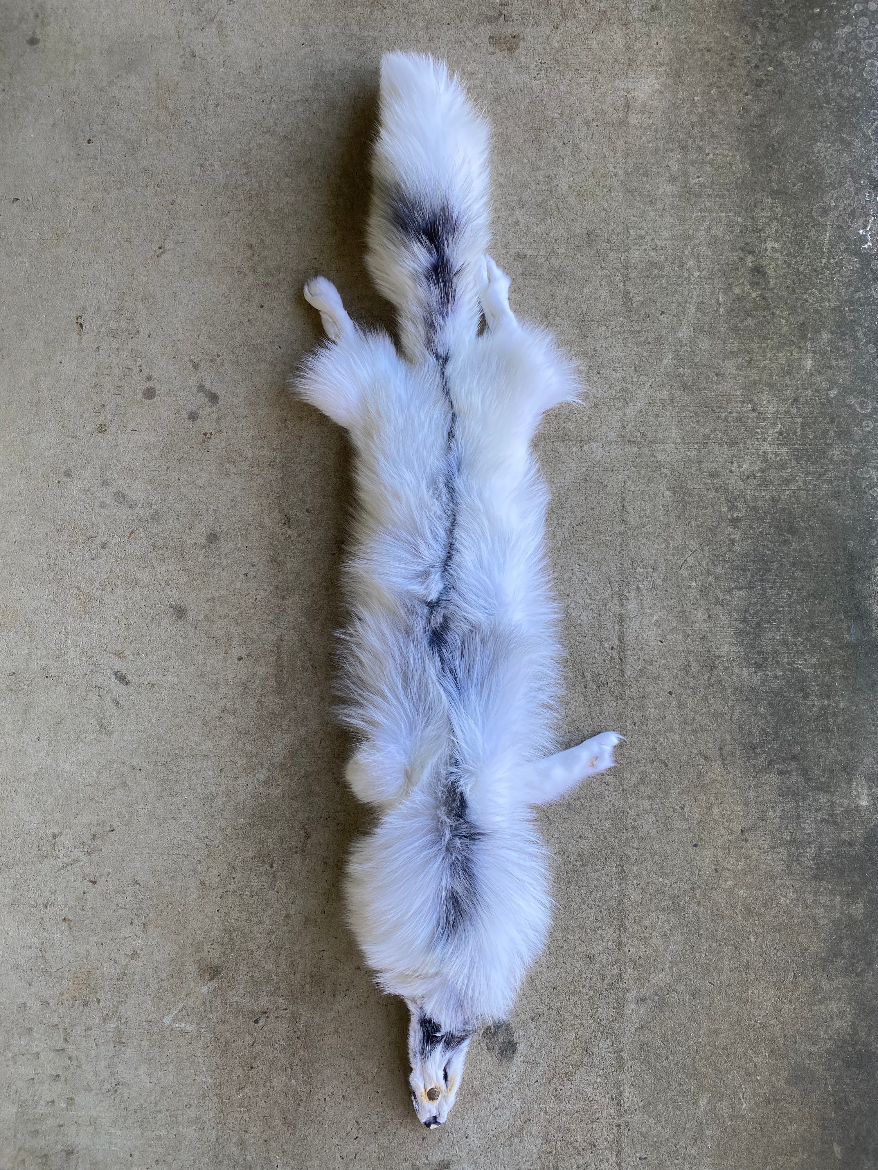 Specialty Skin - Fox Skins