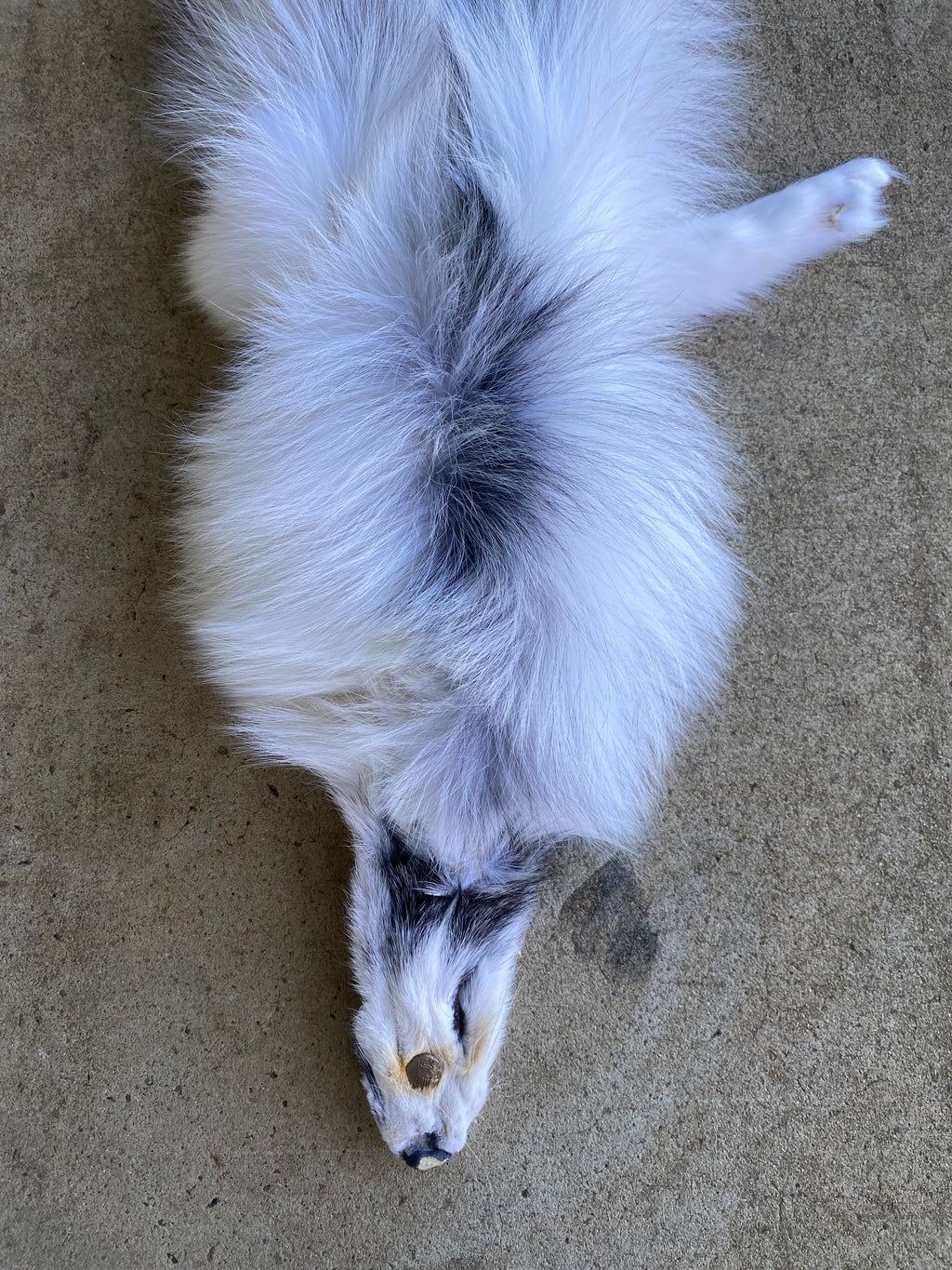 Specialty Skin - Fox Skins