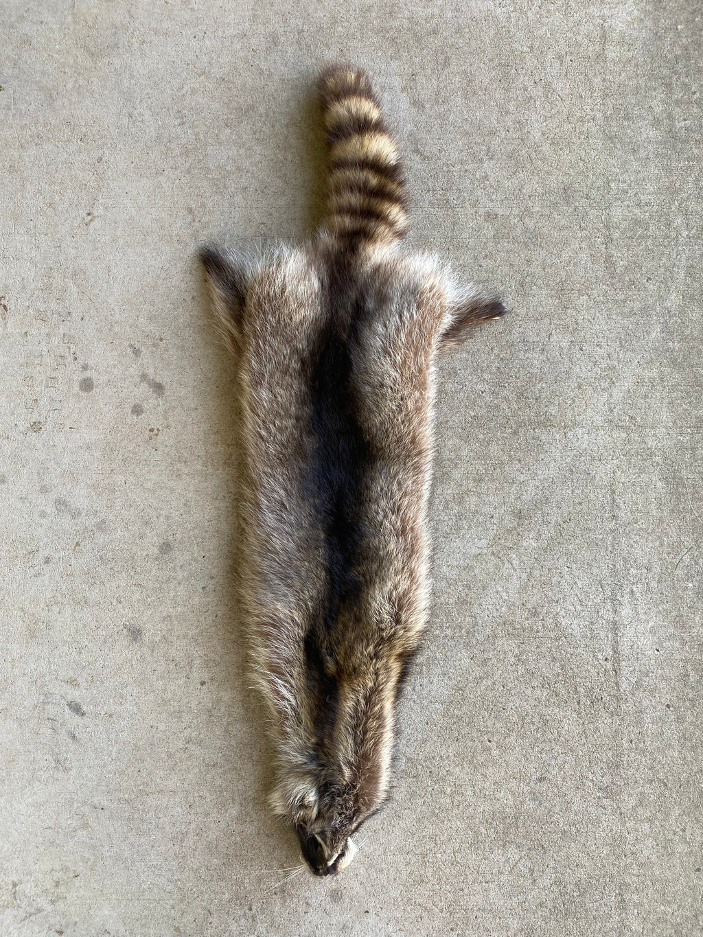 Specialty Skin - Raccoon
