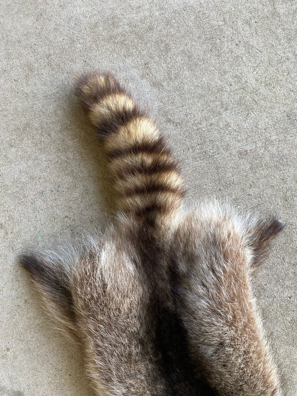Specialty Skin - Raccoon