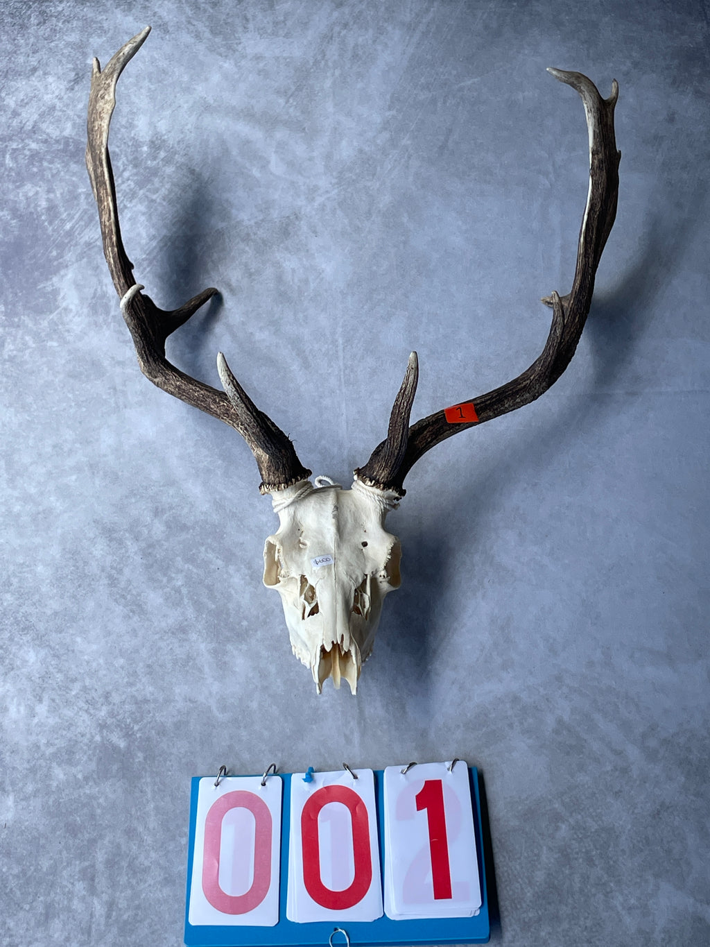 Antlers With Full Skull