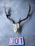 Antlers With Full Skull