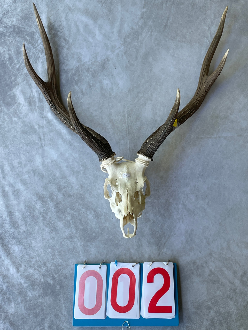 Antlers With Full Skull