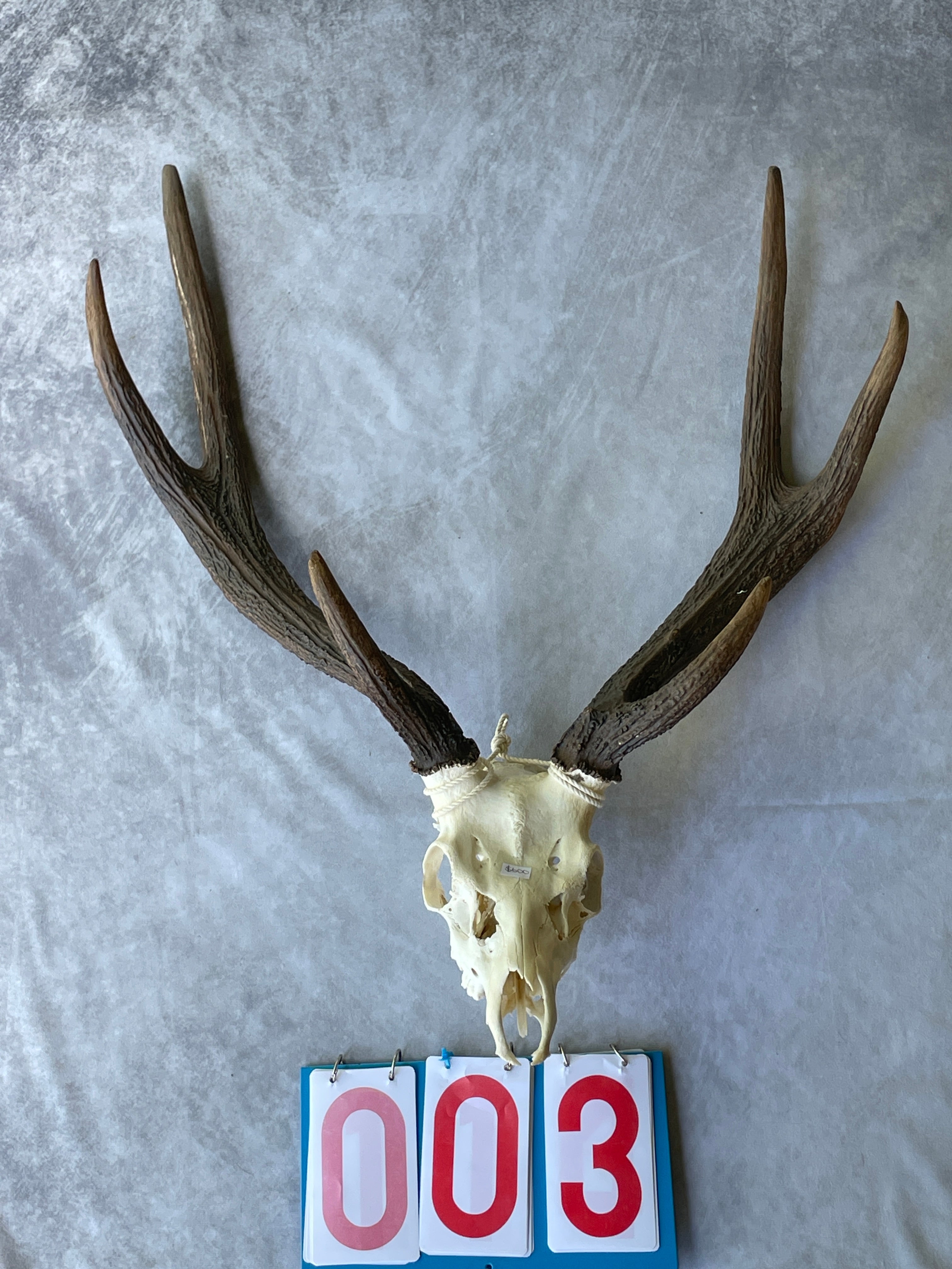 Antlers With Full Skull