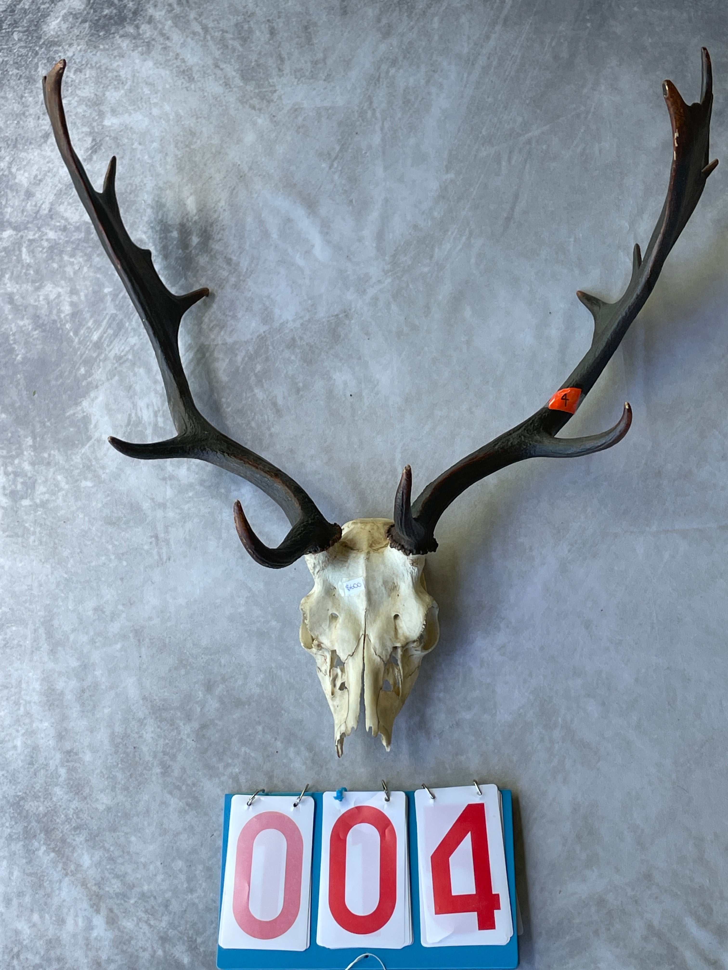 Antlers With Full Skull