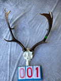 Antler Skull Caps