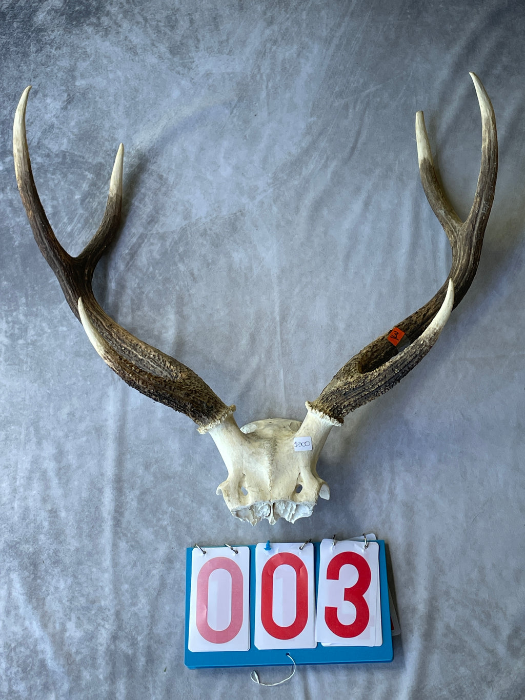 Antler Skull Caps