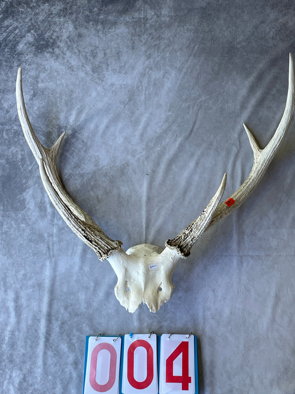 Antler Skull Caps