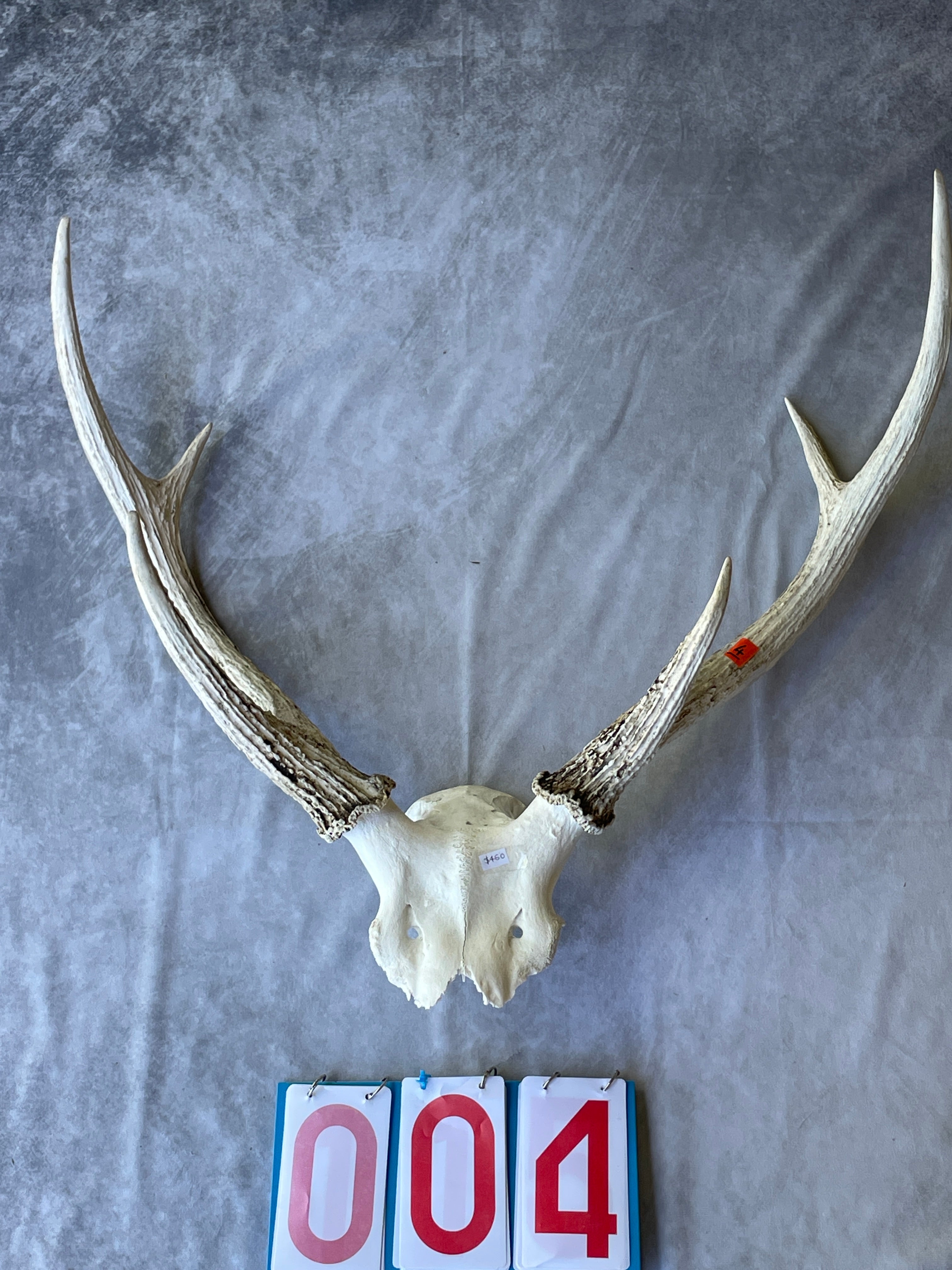 Antler Skull Caps