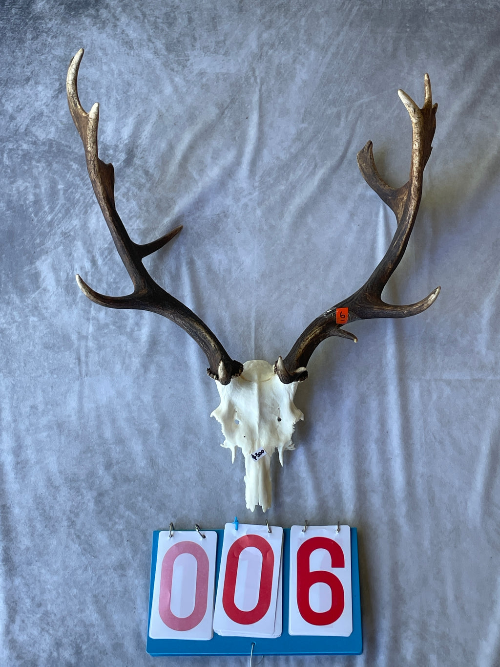 Antler Skull Caps