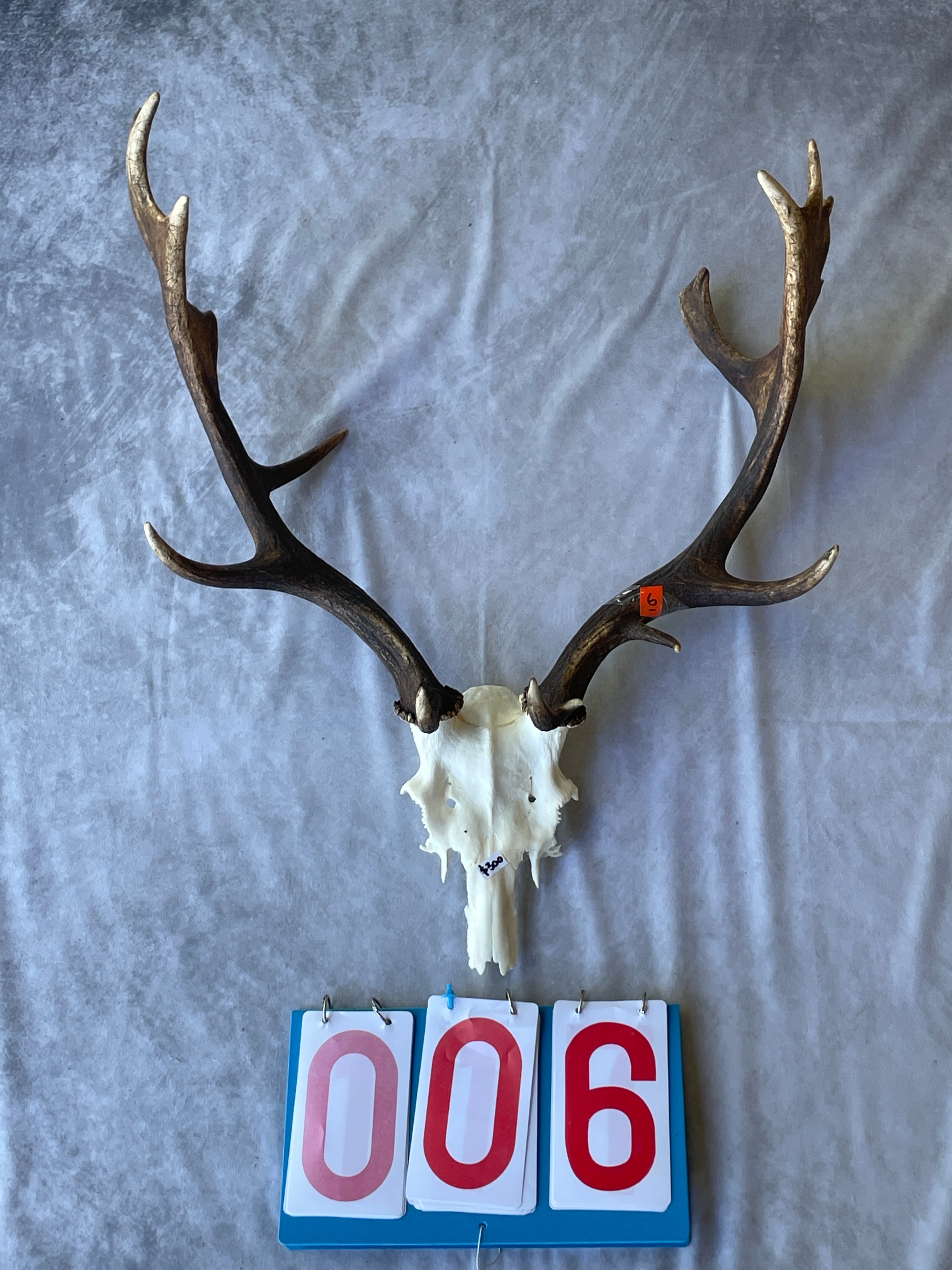 Antler Skull Caps
