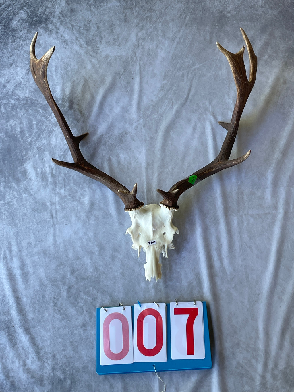 Antler Skull Caps