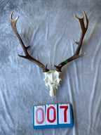 Antler Skull Caps