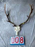 Antler Skull Caps