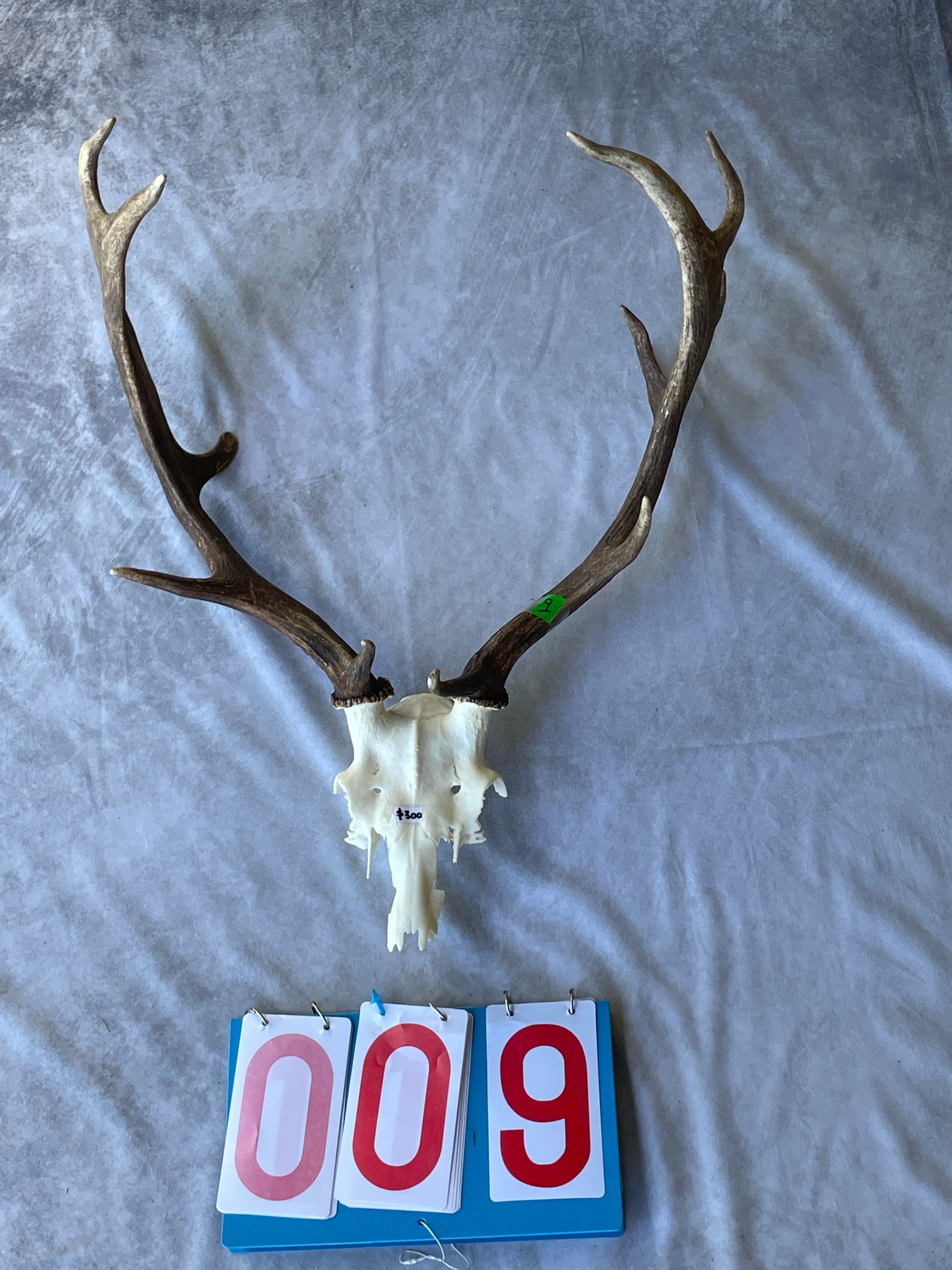 Antler Skull Caps