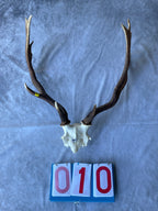 Antler Skull Caps
