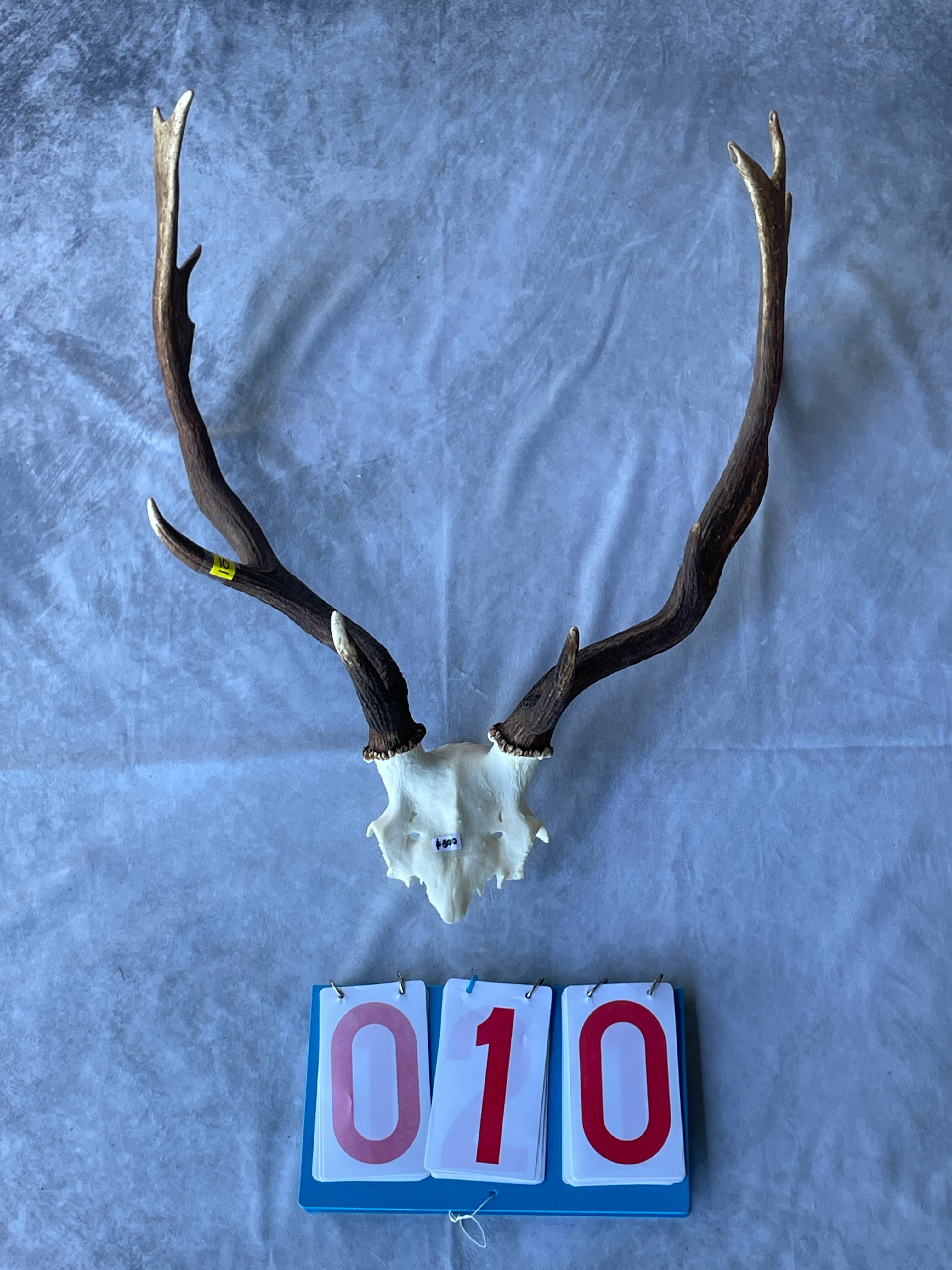 Antler Skull Caps