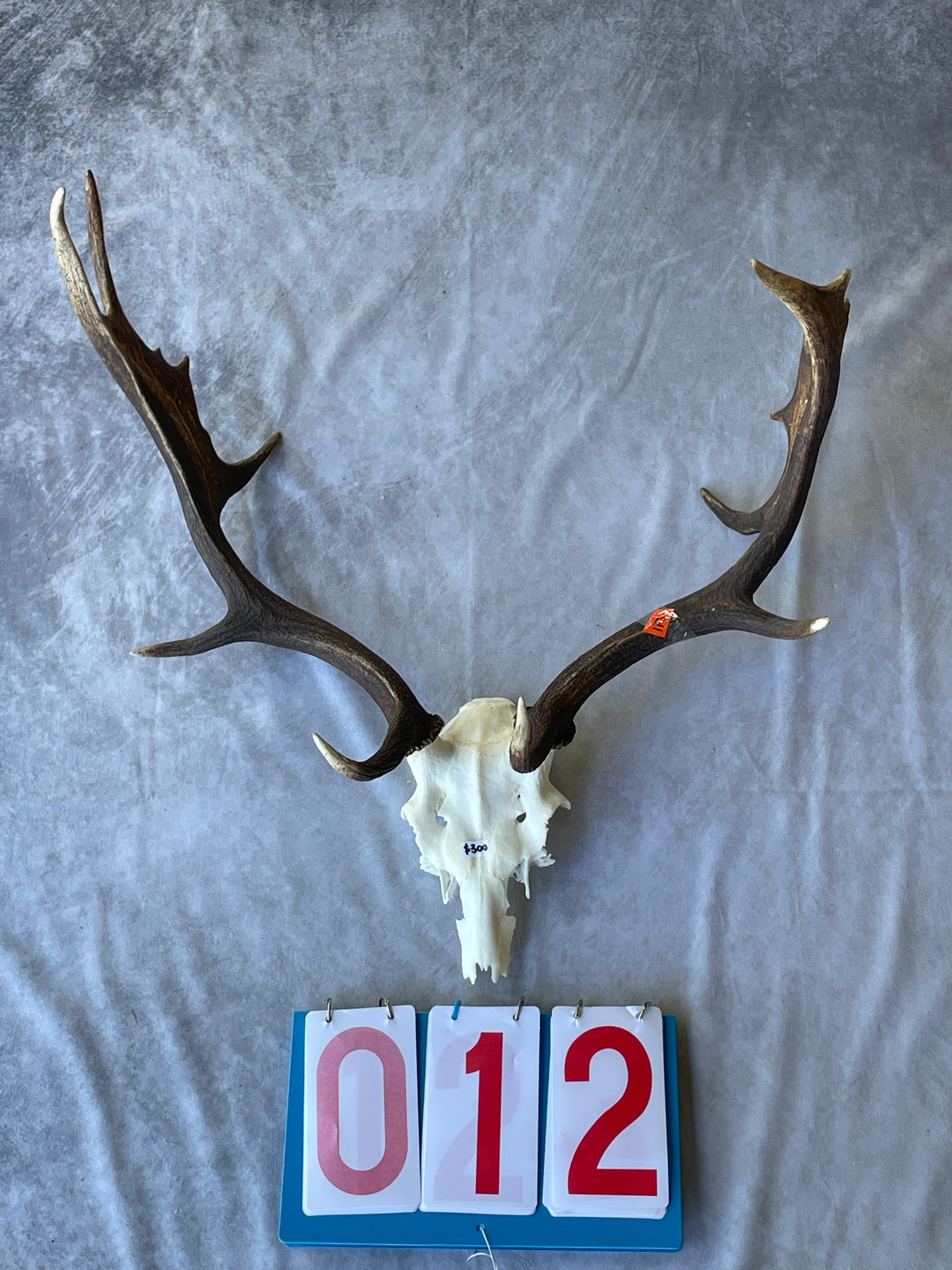 Antler Skull Caps