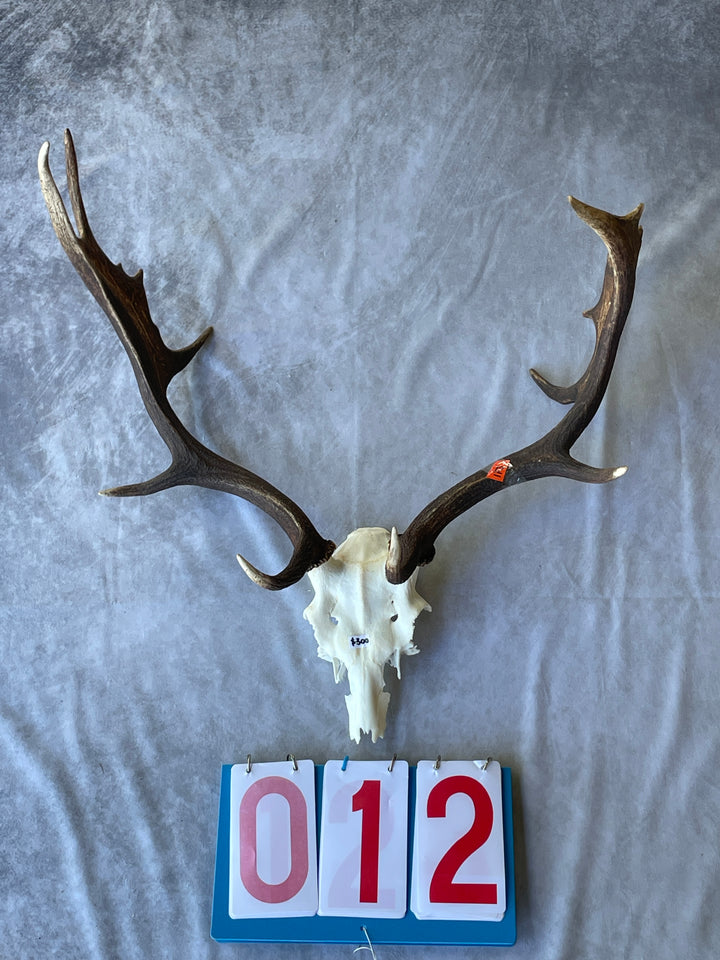 Antler Skull Caps