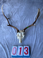 Antler Skull Caps