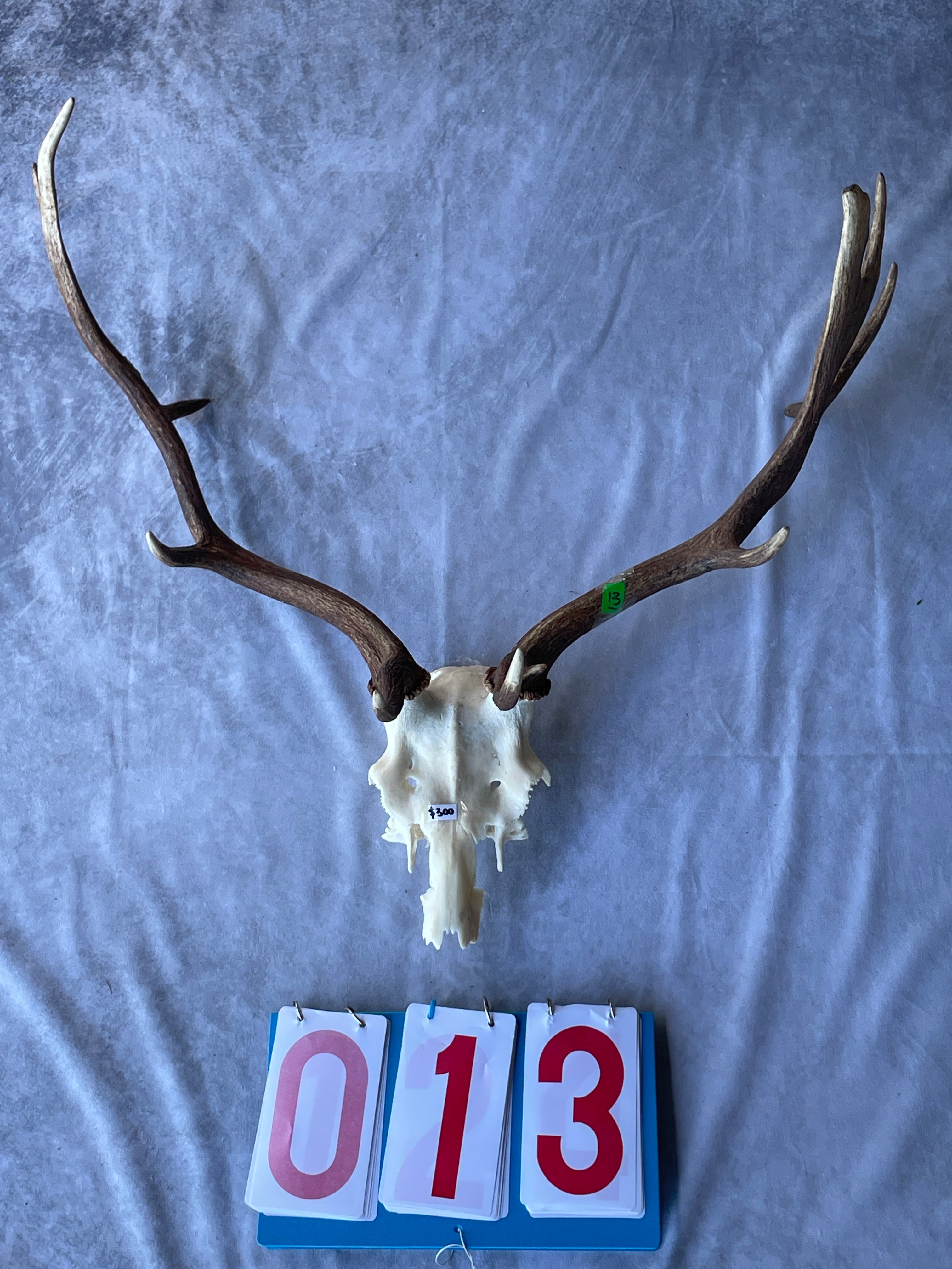 Antler Skull Caps