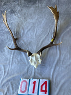 Antler Skull Caps