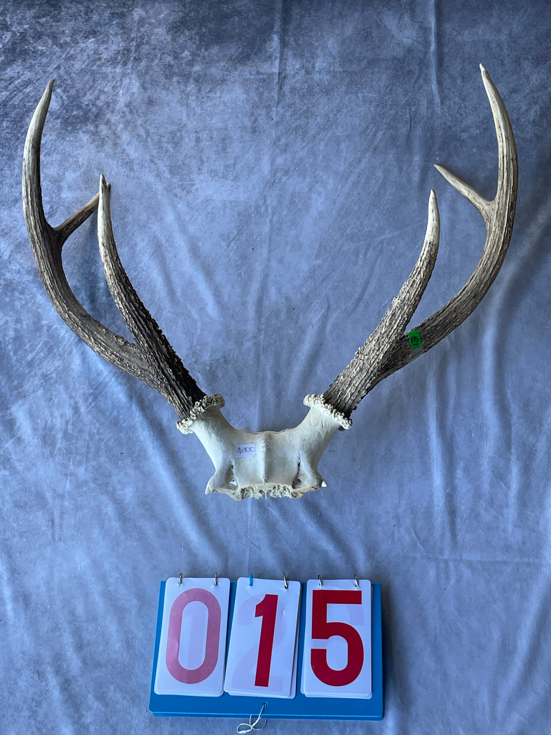 Antler Skull Caps